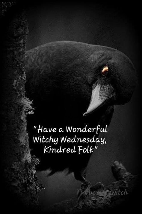 Wednesday Magick, Spelling Quotes, Witchy Wednesday, Raven Photography, Evening Quotes, Witch Pictures, Good Morning Wednesday, Tarot Magic, Special Pictures