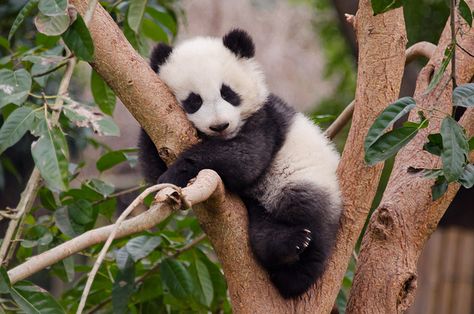 Baby panda in a tree Wild Panda, Baby Pandas, Baby Panda Bears, Mini Pinscher, Panda Lindo, Panda Funny, Panda Art, Panda Love, Giant Panda