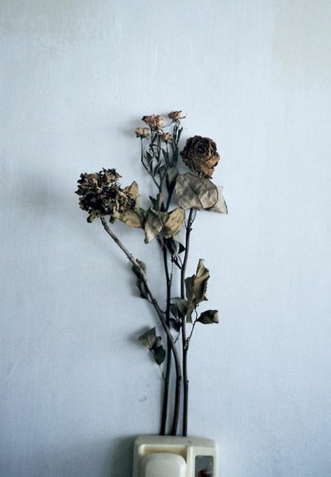 Dead flowers are so beautiful to me Wilted Flowers, Dead Flowers, Yennefer Of Vengerberg, Natural Forms, Still Life Photography, Wabi Sabi, Art Classes, Flower Power, The Wall