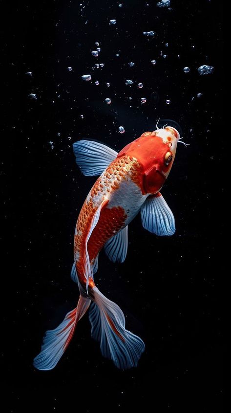 Koi fish swimming animal carp. | free image by rawpixel.com / Miiruuku Koi Reference, Koi Fish Photo, Koi Fish Photography, Beautiful Ponds, Fish Beautiful, Fish Photography, Koi Fish Swimming, Marine Life Art, Butterfly Koi