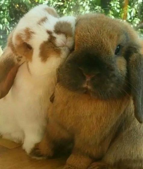 Bunnies Fluffy Bunnies, Lop Bunnies, Two Rabbits, Bunny Lady, Bunny Care, Holland Lop, Join The Club, Pet Bunny