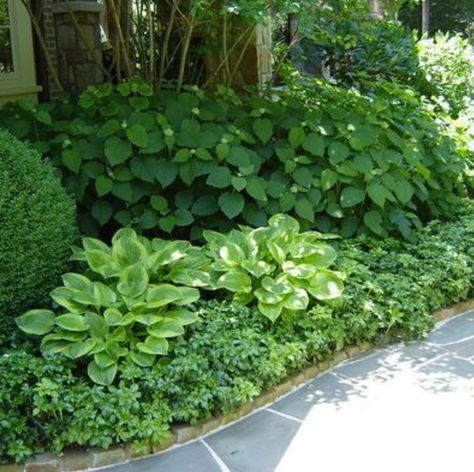 Boxwoods-Hostas-Hydrangeas-Ground Cover - Love the mix of shapes and sizes Boxwood Landscaping, Shade Garden Design, Hosta Gardens, Hydrangea Garden, Garden Shrubs, Have Inspiration, Woodland Garden, Shade Plants, Green Garden