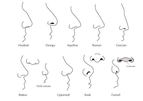 Human Anatomy Fundamentals: Advanced Facial Features - Tuts+ Design & Illustration Tutorial Different Nose Shapes, Nose Types, Shape Chart, Realistic Eye Drawing, Face Reading, Nose Drawing, Nose Shapes, Writing Characters, Book Writing Inspiration