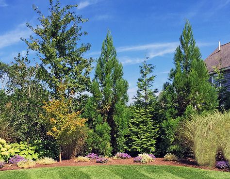 Planting A Privacy Screen for Cape Cod Landscapes Backyard Tree Border, Privacy Trees And Shrubs, Plants That Provide Privacy, Mixed Tree Border, Green Giant Arborvitae Privacy, Property Corner Landscaping, Windbreak Tree Design, Planting Along Driveway, White Spruce Tree Landscaping