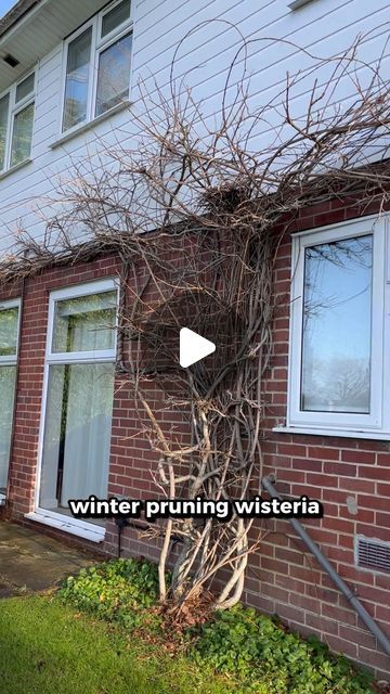 Michael Cooper on Instagram: "Wisteria Winter Prune. Maybe the most important prune! 

This winter prune really gets the stage set for a wisteria. It’s where you can really harness the shape and help guide it where you want it to go.

#gardening #horticulture #wisteria #winterprune #pruning #estategardening" Wisteria Front Of House, Wisteria On Trellis, Wisteria Garden Ideas, Wisteria On Pergola, Wisteria On Fence, Wisteria Porch, Wisteria Trellis Ideas, Wisteria On House, Wisteria Ideas