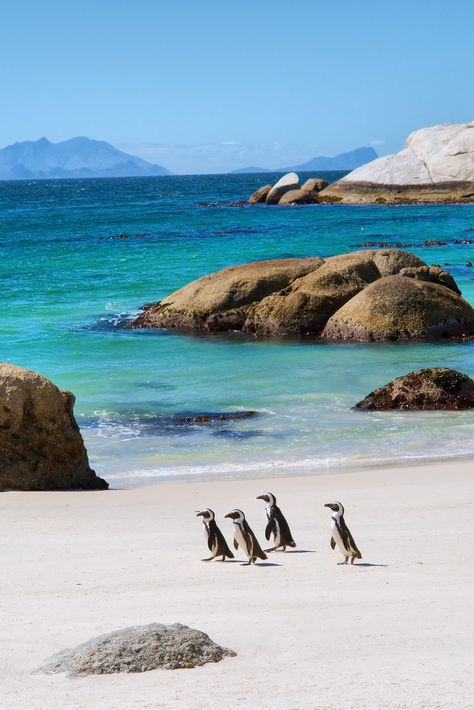 TripAdvisor, released a list of the top travel destinations earlier this year based on the ratings and reviews left by community members in recent years. The site scoured over 500 spots and narrowed it down to the 25 best destinations in the world. South Africa Beach, Africa Bucket List, South Africa Photography, Boulders Beach, Visit South Africa, Best Countries To Visit, Africa Photography, Boulder Beach, World Of Wanderlust