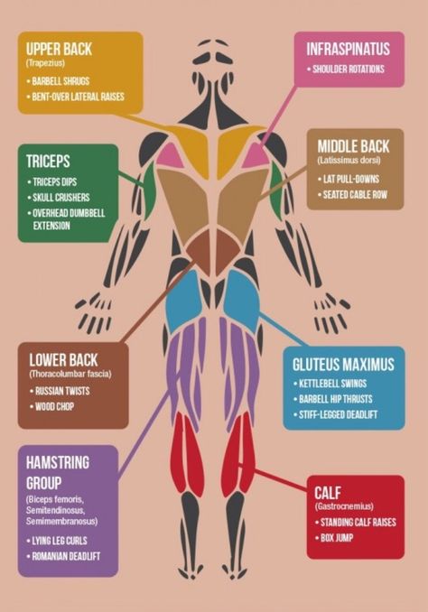 The more you know.. - Imgur Lying Leg Curls, Barbell Hip Thrust, Stiff Leg Deadlift, Standing Calf Raise, Cable Row, Latissimus Dorsi, Leg Curl, Kettlebell Swings, Calf Raises