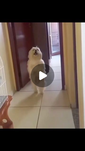 Funny animals on Instagram: "Funny dogs dancing 🥰🤪💕❤️😍🐕🐾🐩🦴🐶#dog #funny #silly" Dancing Puppies Videos, Happy Animals Funny, Funny Animals Humor, Cute Pet Videos Funny, Crazy Funny Pictures Animals, Dog Dance Video, Dancing Dogs Funny Videos, Funny Dancing Animals, Funny Animal Videos Dogs