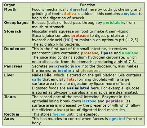 Git Physiology Notes, Alimentary Canal Notes, Human Nutrition Notes, Food Tests Biology, Biology Notes Igcse, The Digestive System Notes, Igcse Biology Revision Notes, Human Digestive System Notes, Digestive System Notes