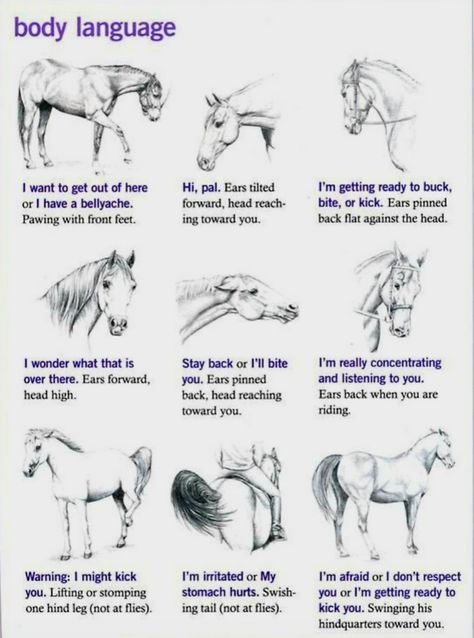 Equine Body Language Horse Body Language, Horse Language, Equine Vet Tech, Horse Grooming Supplies, Horse Ownership, Horse Barn Ideas Stables, Horse Lessons, Horse Riding Quotes, Horse Information