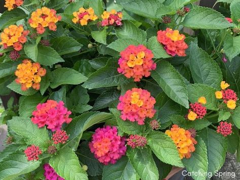 How To Save Lantana Seeds, Harvesting Lantana Seeds, Lantana Seeds, Seed Collecting, Harvesting Seeds, Flowers September, Growing Hibiscus, Monarch Butterfly Garden, Lantana Plant