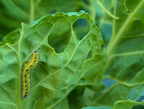 Types Of Cabbage, Cabbage Plant, Cabbage Worms, Vegetable Garden Raised Beds, Kale Leaves, Diy Sprays, Thriving Garden, Garden Images, Growing Fruit