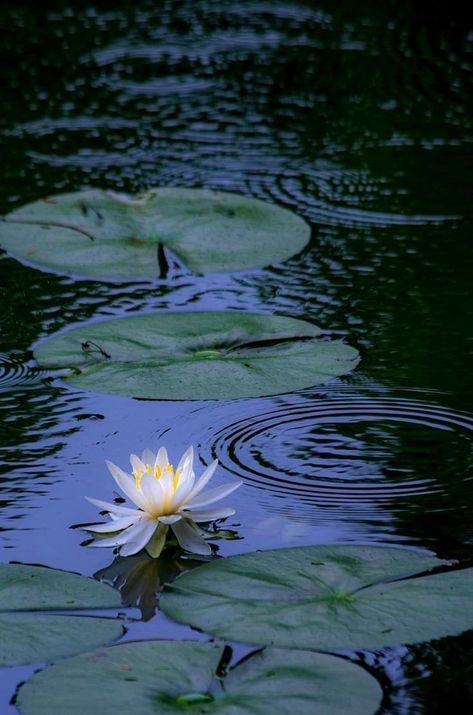 Water Lily Asthetic, Lilly Pads Aesthetic, Water Lily Pond Photography, Lotus Pond Aesthetic, Lily Pads Photography, Water Lillies Aesthetic, Rock Lee Aesthetic, Water Lilies Aesthetic, Water Lilies Photography