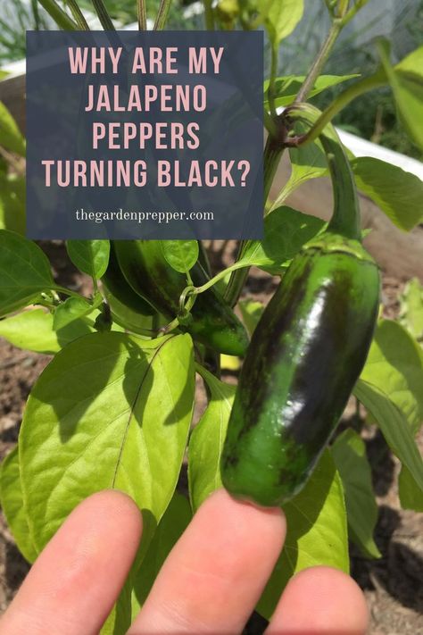 why are my jalapeno peppers turning black Harvesting Jalapeno Peppers, How To Save Jalapeno Peppers, How To Store Jalapeno Peppers, Uses For Jalapeno Peppers, Pepper Plant Problems, What To Do With Jalapenos From Garden, Jalapeno Peppers Recipes, Jalapeño Plant, Growing Green Peppers