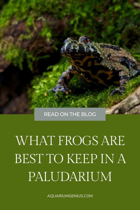 Poison Dart Frog Paludarium, Frog Habitat Aquarium, Amazon Milk Frog Terrarium, Paludarium Ideas Waterfalls, Frog Vivarium Ideas, Paludarium Animals, Class Terrarium, Frog Aquarium Ideas, Frog Terrarium Ideas