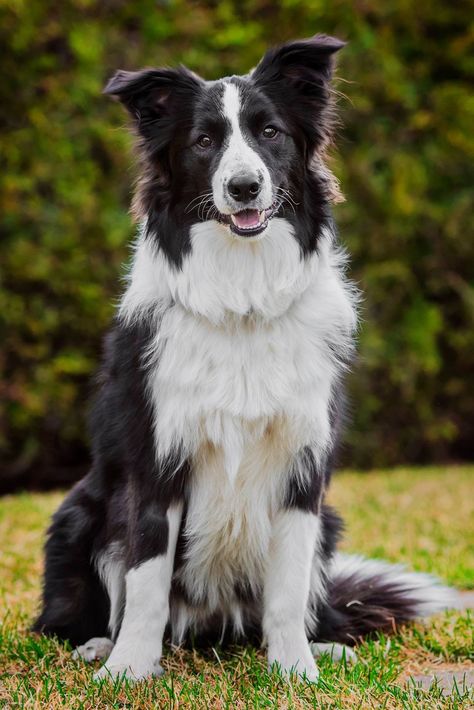 Dogs Border Collie, Border Collie Pups, Dog Border Collie, Border Collie Puppy, Cute Dogs Images, Cute Borders, Collie Puppies, Border Collie Puppies, Mental Stimulation