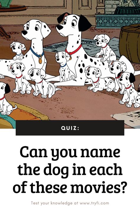 Time for another fun quiz! Can you name the dog in each of these blockbuster movies? Grab the popcorn and get started! Dog Quizzes, Dog Breed Quiz, Dog Quiz, Quiz Names, Movie Quiz, Dog Movies, What Kind Of Dog, Popular Dog Breeds, What Dogs