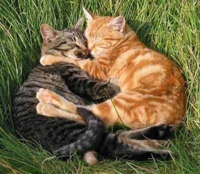 Gatto Carino, Cat Hug, Cat Cuddle, Two Cats, Cat Person, Cat Care, Cute Creatures, Warrior Cats, Pretty Cats