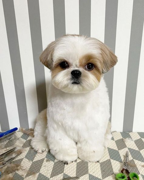 Fluffy Shih Tzu Haircuts, Short Hair Shih Tzu Haircuts, Puppy Shihtzu Haircut, Shih Tzu Male Haircuts, Shih Tzu Teddy Bear Haircut Short, Shitzu Puppy Haircut, Shitzu Summer Haircut, Shih Tzu Winter Haircuts, Shitzu Cuts Haircuts