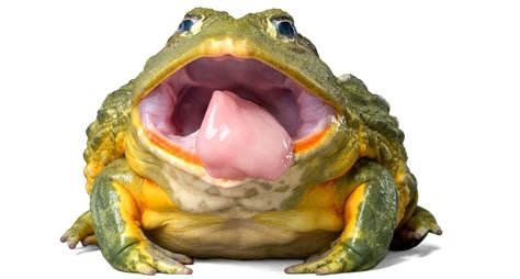 Poisonous Frog, Frogs Drawing, Frog Tongue, Toad Illustration, Animal Mouth, Frog Species, Final Fantasy Ix, Frog Pictures, Frog Drawing