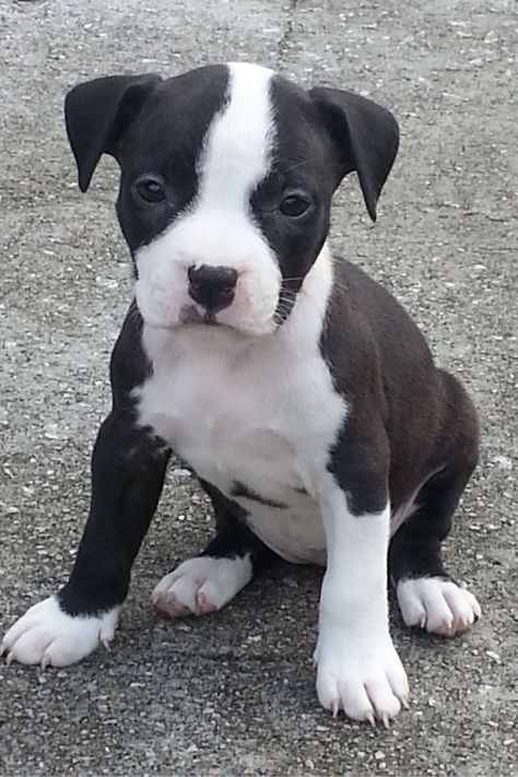 American Staffordshire Terrier, Amstaff Stanford Terrier, Staffie Puppies, American Pitbull Terrier Puppy, Staffordshire Terrier Puppy, English Staffordshire Bull Terrier Puppy, American Staffordshire Terrier Puppies, Amstaff Puppy, Black Staffordshire Bull Terrier, Staffordshire Bull Terrier Puppies