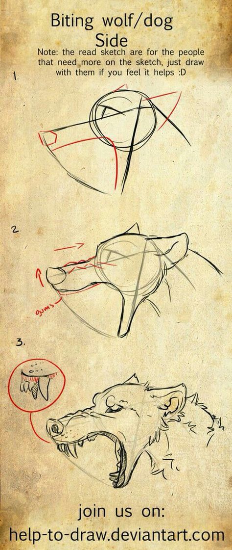 Profile Canine Head Biting Tutorial - Sketch Art By help-to-draw.deviantart.com Drawing Wolf, Wolf Drawing, Wolf Head, Wolf Art, Drawing Skills, Step By Step Drawing, Drawing Poses, Drawing Tips, Drawing Techniques