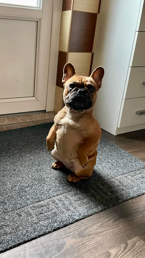 Fuzzy French Bulldog, Fit French Bulldog, Funny Frenchie Pictures, Fluffy Frenchie Full Grown, French Bulldog Facts, Fluffy French Bulldog Full Grown, Funny Dog Jokes, French Bulldog Funny, Really Cute Puppies