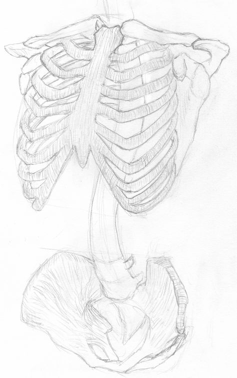 Ribs Sketch Drawings, Skeleton Rib Cage Reference, Ribs Reference Drawing, How To Draw Rib Cage Step By Step, Rib Cage Drawing Reference, Pelvis Bone Drawing, How To Draw A Rib Cage, Ribs Drawing Simple, Ribs Showing Drawing