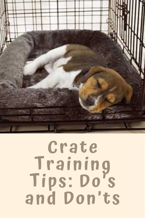 How To Train Your Dog To Sleep In Crate, How To Train A Service Puppy, Best Training Treats For Puppies, How To Crate Train A Dog, Crate Training Whining, Pet Crate Ideas, Crate Training Older Dog, How To Crate Train A Puppy, Puppy Crate Setup