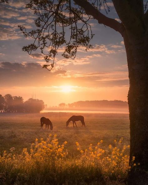 Autumnal Art, Country Books, Future Aesthetic, Country Backgrounds, Dream Country, Farm Pictures, Shattered Dreams, Dream Future, Horse Aesthetic