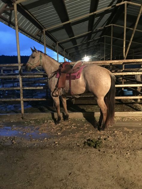 Beautiful dapple buckskin quarter horse mare. Paisley. Buckskin Barrel Horse, Buckskin Quarter Horse, Buckskin Horses, Quarter Horse Mare, Barrel Racing Tack Rodeo, Buckskin Horse, Mare Horse, Barrel Racing Tack, Dream Horse