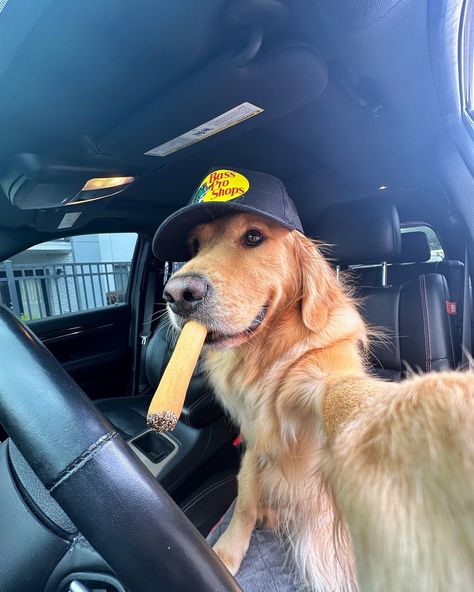 Heard people like boys in @bassproshops hats…. Happy National Selfie Day 😜 #dogsofinstagram #dogselfie #goldenretriever #dogsofflorida #dogsoforlando Hilarious Dogs, Cute Dogs Images, Cute Dog Photos, Cute Animals Puppies, Dogs Cute, Very Cute Dogs, Dog Selfie, Silly Dogs, Silly Animals