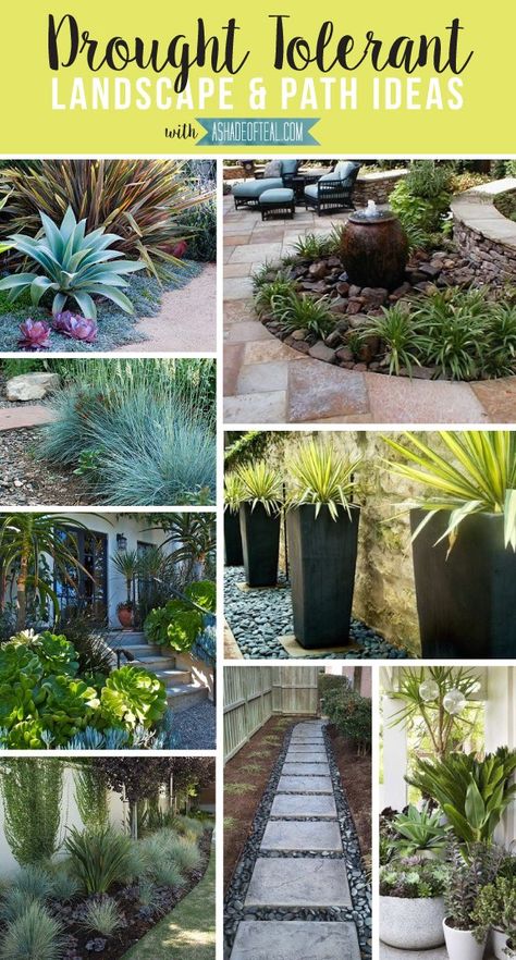 Drought Tolerant Landscape Front Yard, Desert Landscaping Backyard, Drought Tolerant Garden, Backyard Shade, Path Ideas, Drought Tolerant Landscape, The Residents, Drought Tolerant Plants, Landscaping Tips