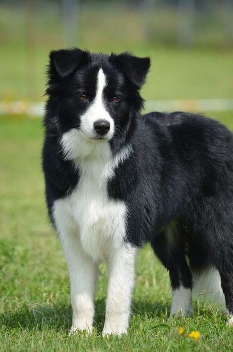 Collie Puppies, Border Collie Puppies, Black And White Dog, Really Cute Dogs, Cute Dog Pictures, Herding Dogs, Border Collie Dog, Australian Shepherds, Pretty Dogs