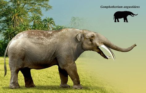 Gomphotherium angustidens. Miocene. Europe. Height - 3 m, length - 5 m, weight - 3 t Hybrid Animals, Paleo Art, Extinct Animals, Fantasy Concept, Prehistoric Animals, Fantasy Concept Art, Public Domain, Mammals, Concept Art