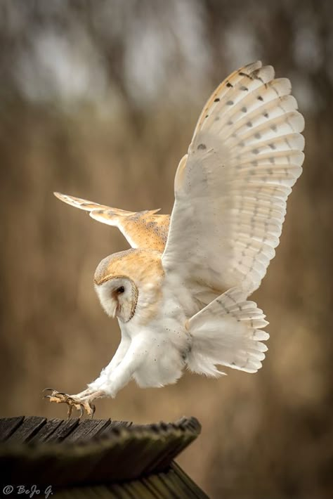 Beautiful barn owl coming in for a landing on silent wings. European Wildlife, Owl Wings, Owl Photography, Barn Owls, Owl Photos, Owl Pictures, Beautiful Owl, Animal Reference, Wise Man