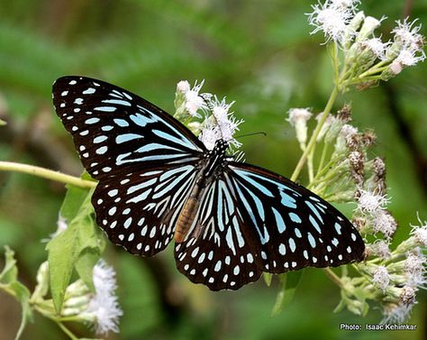 Scarce Blue-Tiger [Tirumala gautama] - A butterfly found in India and Southeast Asia. This one was photographed in Andaman Island, India. - Flickr - Photo Sharing! Blue Tiger Butterfly, Tiger Butterfly, Andaman Islands, Butterfly Species, Flying Flowers, Awesome Nature, Blue Tiger, Blue Tigers, Happy Things