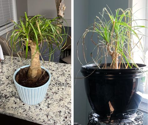 Ponytail Palm Outdoor, How To Care For A Palm Plant, Propagating Ponytail Palm, How To Take Care Of A Pony Tail Palm, Repotting Ponytail Palm, Ponytail Palm Plant, Ponytail Palm Tree, Ponytail Plant, Palm Plant Care