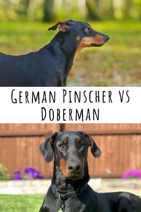 german pinscher vs doberman Late Meme, Doberman Pinscher Puppy, First Puppy, German Pinscher, Christmas Fabric Crafts, Doberman Dogs, Working Dog, Dog Parents, Doberman Pinscher