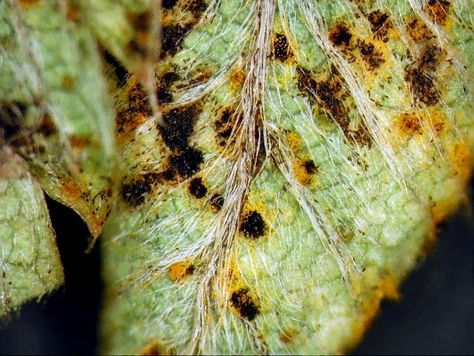 Rust fungi are parasites of plants. Some of the disease symptoms they produce resemble rust particles on iron. These leaves of the native biddybid (Acaena caesiiglauca) have been infected by the rust fungus Phragmidium subsimile, which produces yellow–orange and black overwintering spore pustules. Gardening Printables, Disease Symptoms, Overwintering, Plant Diseases, Garden Trees, Trees And Shrubs, Garden And Yard, Yellow Orange, Disease