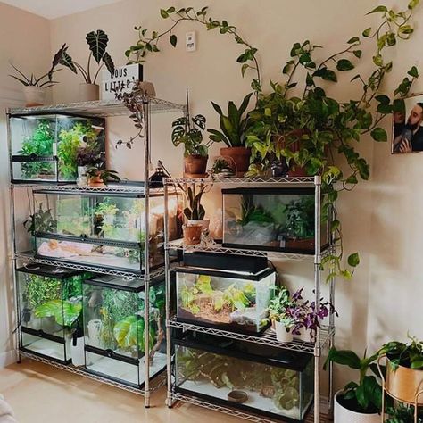 Bioactive Fish Tank, Fish Room Aesthetic, Bioactive Snake Enclosure, Fish Tank Bedroom, Reptile Enclosure In Bedroom, Aesthetic Reptile Enclosure, Aquarium Greenhouse, Snake Tank Ideas, Aesthetic Snake Enclosure