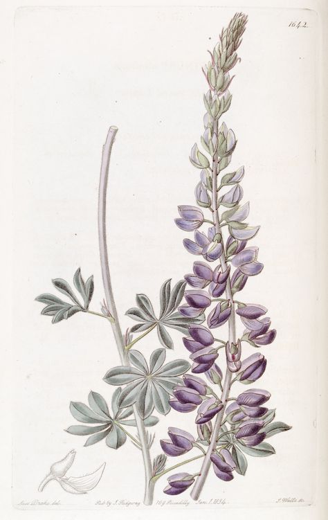 Silver Bush Lupin - Lupinus albifrons - circa 1835 Lupine Flowers Illustration, Lupine Illustration, Silver Lupine, Silvery Lupine, Wildflower Sleeve, Lupine Tattoo, Bluebonnet Tattoo, Nature Scrapbook, Lupine Flowers