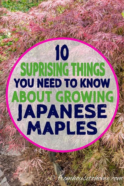 I love these tips on growing Japanese Maples! I didn't know that they grew in the shade and make great container plants, plus all the great information on fertilizing and pruning.  #fromhousetohome #japanesemaples #shadegarden #tree #gardeningtips #gardenideas #japanesegarden #shadelovingshrubs #trees #gardeninspiration Permaculture, Japanese Maple Tree Care, Coral Bark Japanese Maple, Shade Loving Shrubs, Backyard Trees, Japanese Maples, Japanese Maple Tree, Shade Perennials, Tree Care