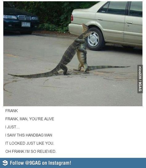 Frank, you're alive! Have A Laugh, Lizards, Laughing So Hard, Funny Pins, An Animal, Animal Memes, Tumblr Funny, Tumblr Posts, Bones Funny