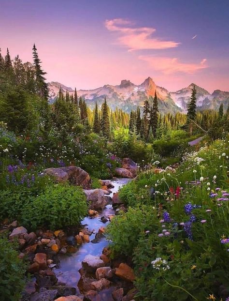 Mt Rainier National Park, Mt Rainier, Rainier National Park, Pretty Landscapes, Nature Aesthetic, Yellowstone National Park, Pretty Places, Nature Pictures, Mount Rainier