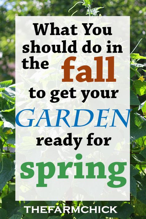 Prepping Your Garden for Spring Planting Organic Gardening Tips, Fall Garden Prep, Garden Prepping, Spring Planting, Garden Pest Control, Organic Vegetable Garden, Magic Garden, Spring Plants, Wildflower Garden