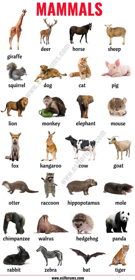 Mammals: List of Mammals in English with ESL Picture! - ESL Forums Mammals Animals, Mammals Pictures, Mammals Animals Picture, Mammals For Kindergarten, Pictures Of Mammals, Mammals Worksheets For Kids, Parts Of A Cow, Wild Animals Names In English, Names Of Animals In English