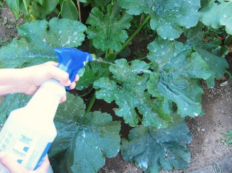 DIY Powdery Mildew Spray 1 oz cow's milk to 9 oz. water and spray leaves as a remedy for powdery mildew on leaves. Powdery Mildew Spray, Black Mold Removal, Cow's Milk, Black Mold, Cleaning Mold, Mold Removal, Veggie Patch, Diy Sprays, Organic Milk