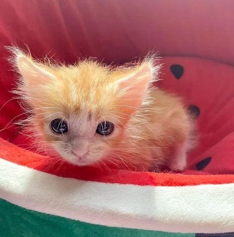 Mookie the Kitten Makes Quite a Turnaround After He was Given a Chance that Changed His Life - Love Meow Ginger Kitten, Newborn Kittens, Kitty Love, Kitten Meowing, Kitten Rescue, Kitten Love, Silly Animals, Cat Room, Cute Animal Pictures