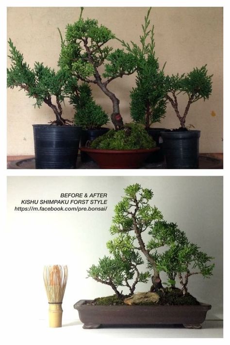 Redwood Bonsai, Wisteria Bonsai, Flowering Bonsai Tree, Bonsai Making, Maple Bonsai, Bonsai Forest, Pre Bonsai, Bonsai Tree Types, Bonsai Care